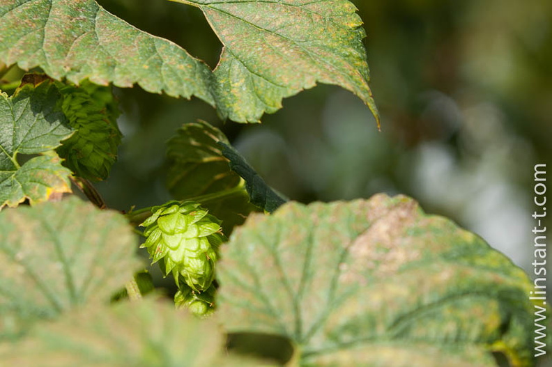 Houblon-020.jpg