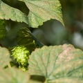 Houblon-020.jpg