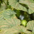 Houblon-021.jpg