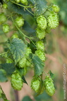 Houblon-025