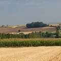 Houblon-029
