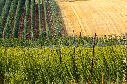 Houblon-047