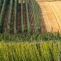 Houblon-048