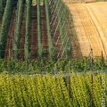 Houblon-048.jpg