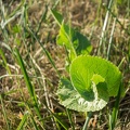 Rumex-002.jpg