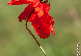 Coquelico-020