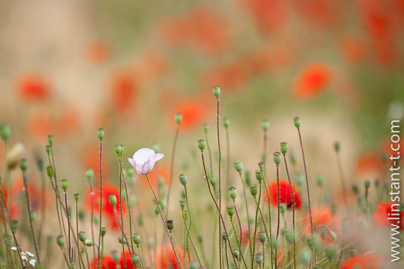 Un Coquelicot mauve pale au milieu de coquelicots rouges. Coquelico-037.jpg