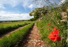 Coquelicot-048