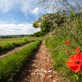 Coquelicot-048.jpg