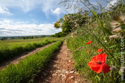 Coquelicot-048