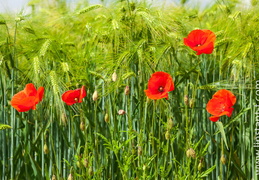 Coquelicot-054
