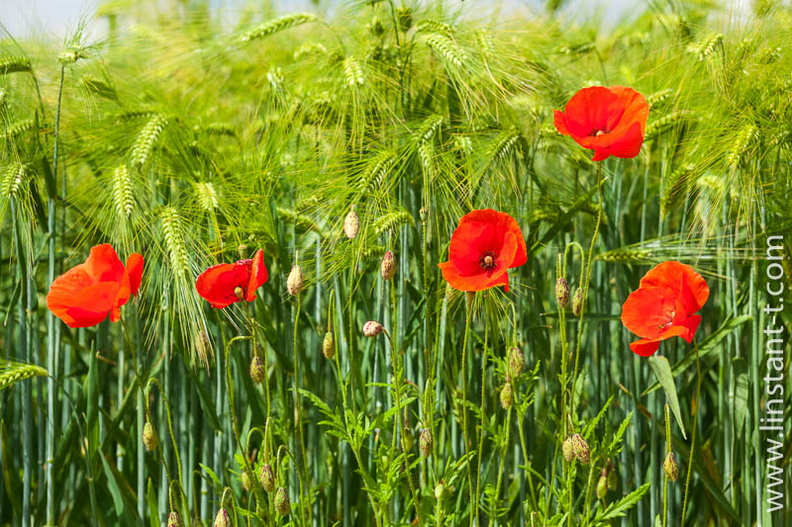 coquelicots en bordure d'un champs de céréales Coquelicot-054.jpg