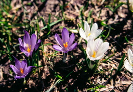 Crocus-002