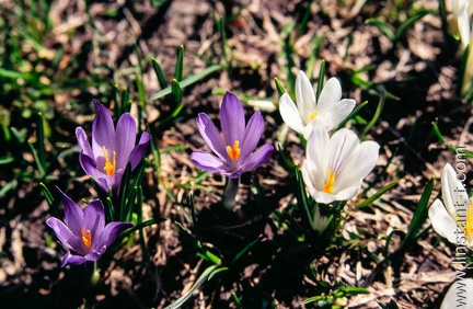 Crocus-002