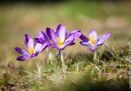 Crocus-009