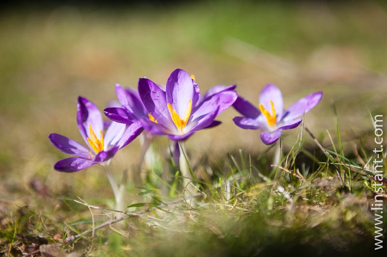 Crocus-009