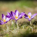 Crocus-009.jpg