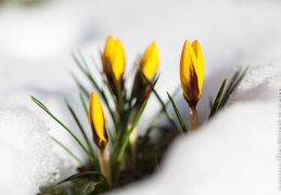 Crocus-034