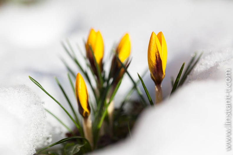 Crocus-034.jpg