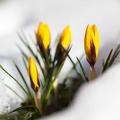 Crocus-034.jpg