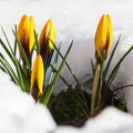 Crocus-035.jpg