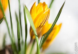 Crocus-039