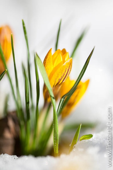 Crocus-039.jpg