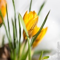 Crocus-039