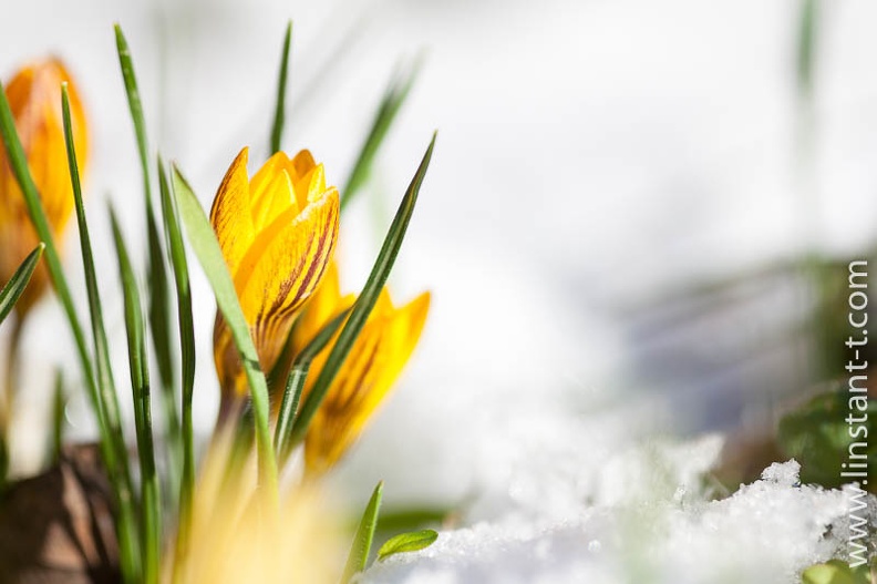 Perce-neige en février. Crocus-040.jpg