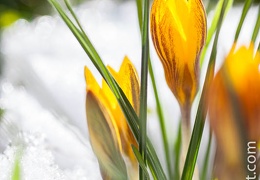 Crocus-042