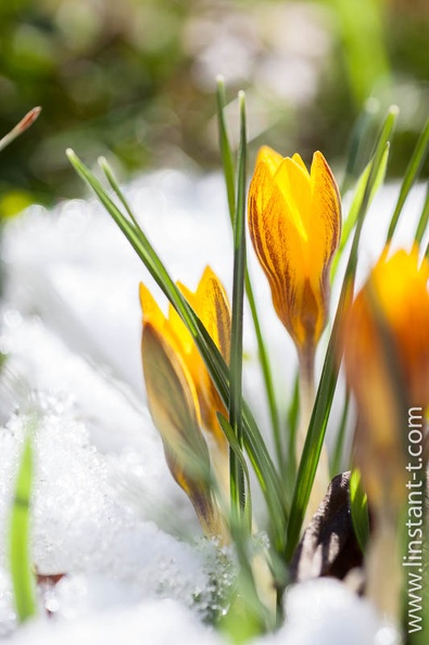 Crocus-042.jpg