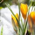 Crocus-042.jpg