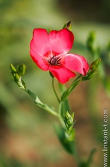 Fleur-03