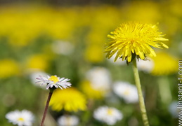 La Pâquerette et le Pissenlit