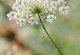 Les dessous d'une Ombrelle