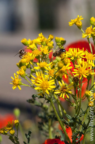 Abeilles au travail