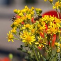 Abeilles au travail