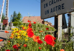 Fleurs-065