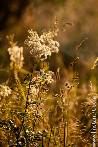 Des hautes herbes éclairées à contre-jour par le soleil du matin. Herbes-013.jpg