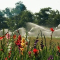 Irrigation-08.jpg