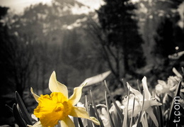 Jonquilles-005