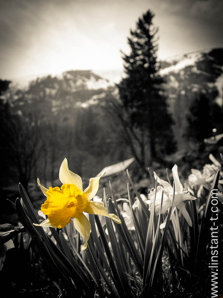 Narcisse bicolore (Narcissus pseudonarcissus subsp. abscissus) dans les Vosges. Photo partiellement passée en Noir&Blanc. Jonquilles-005.jpg