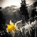 Jonquilles-005