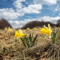 Jonquilles-016.jpg