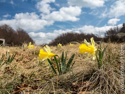 Jonquilles-016