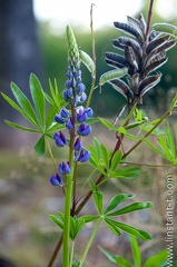 Lupins-001