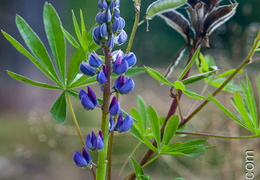 Lupins-001