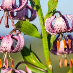 Fleurs