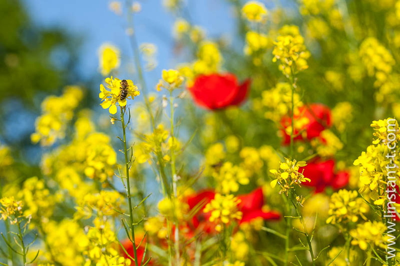 Une Abeille sur une fleur de Colza et des Coquelicots. Moutard-007.jpg