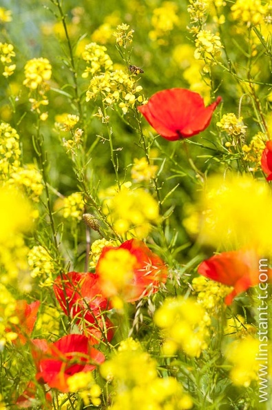 Coquelicots dans un champ de Moutardes. Moutard-015.jpg